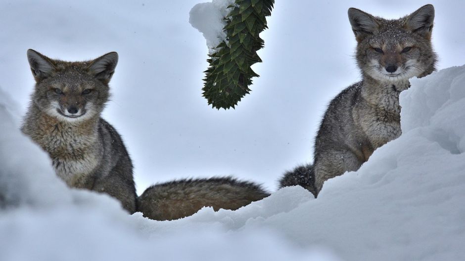 Chilla Fox, Guia de Fauna. RutaChile.   - CHILE