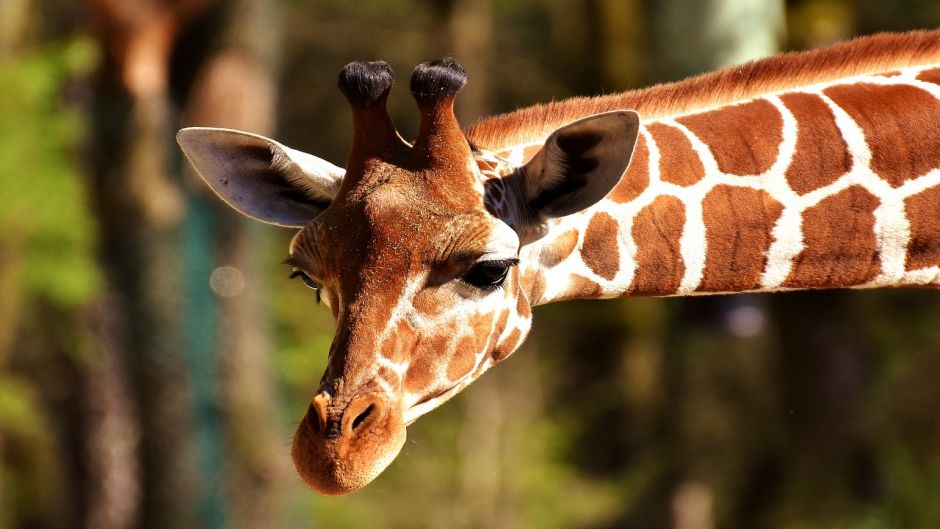 Giraffe.   - 