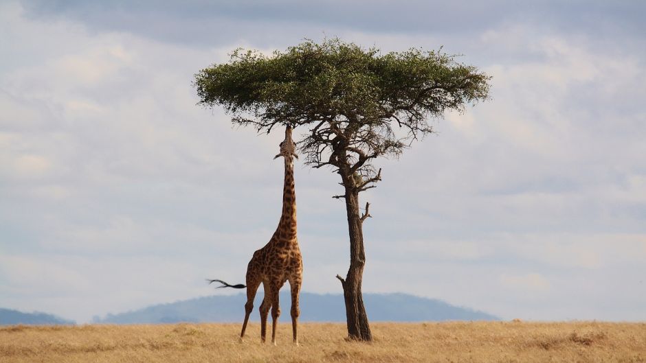 Giraffe.   - South Africa