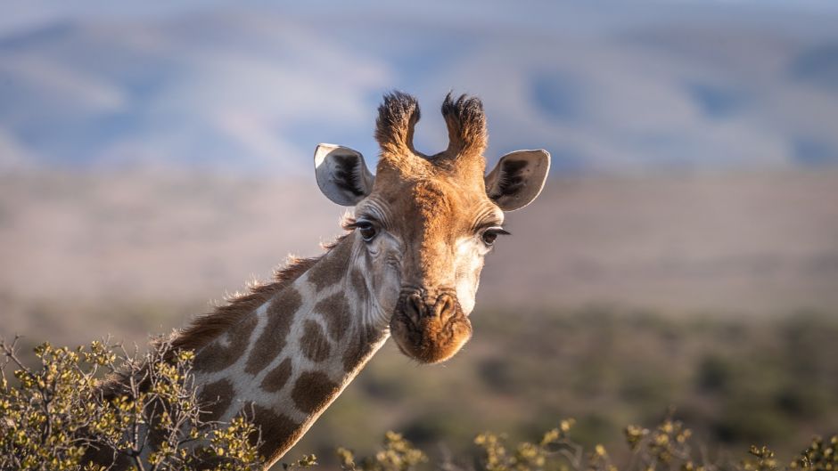 Giraffe.   - South Africa