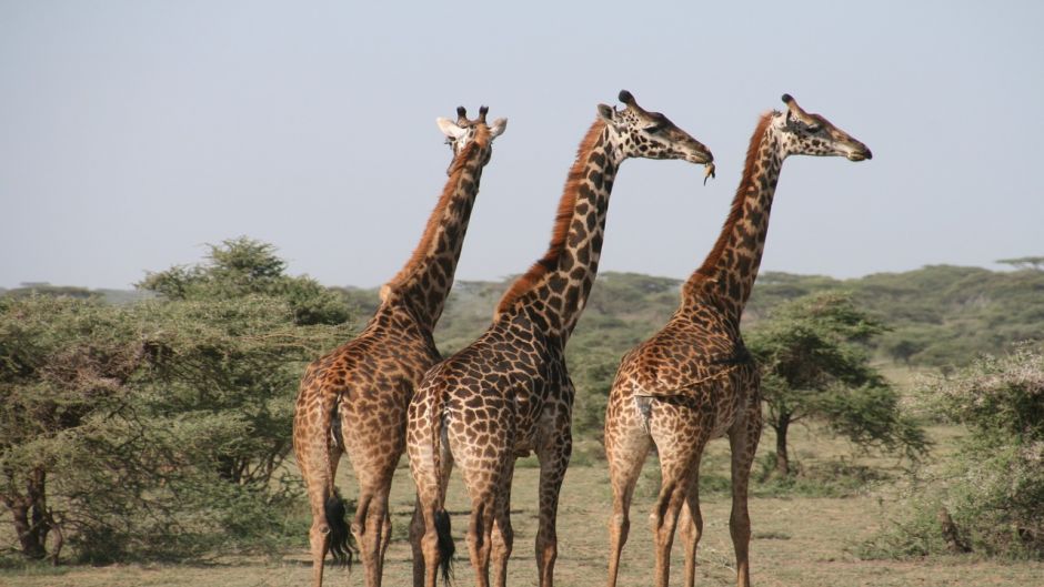 Giraffe.   - South Africa