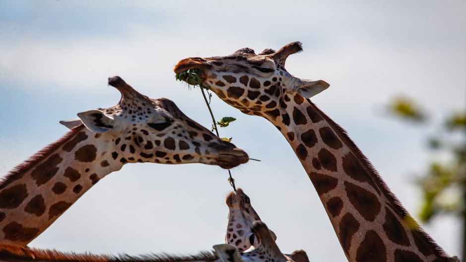 Giraffe.   - South Africa