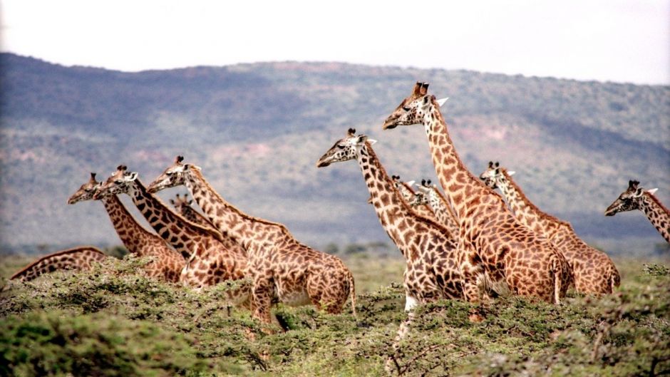 Giraffe.   - South Africa