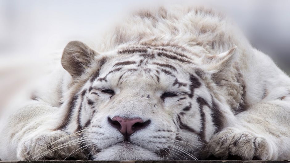 White Tiger.   - 