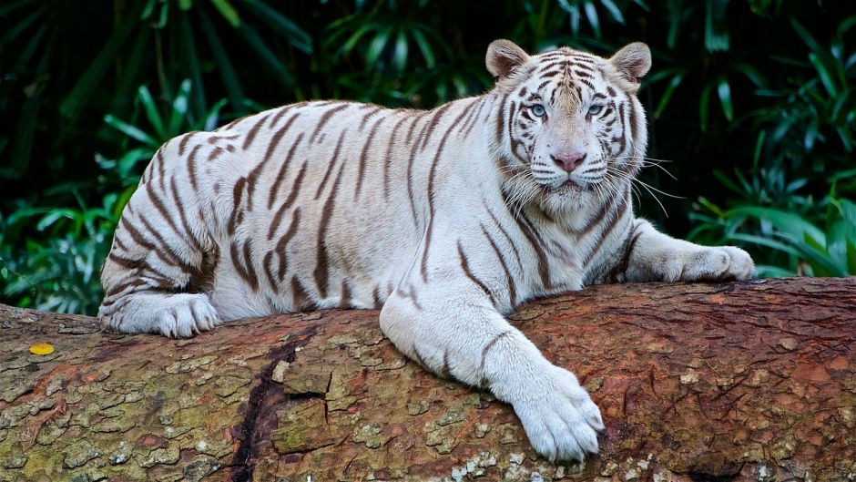 White Tiger.   - 