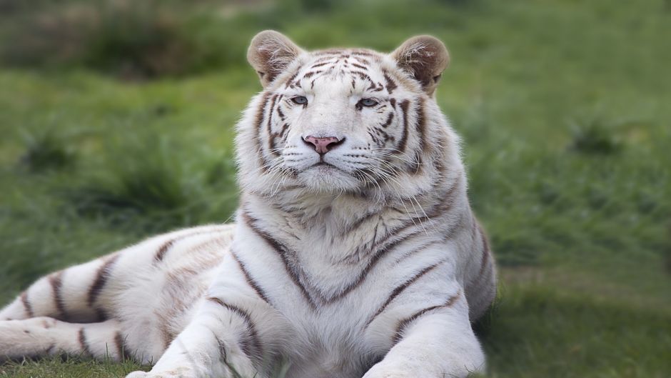 White Tiger.   - 
