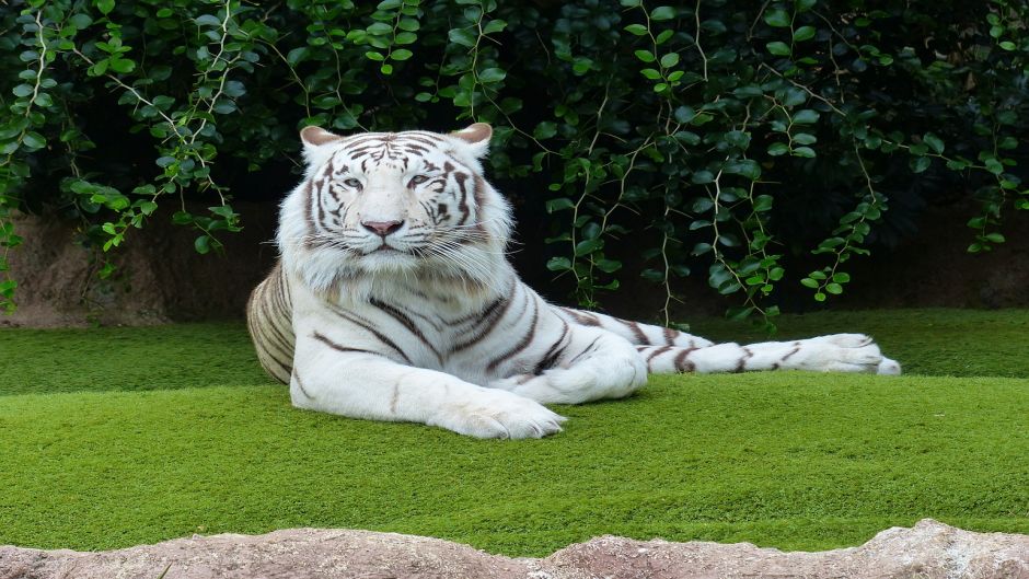 White Tiger.   - 