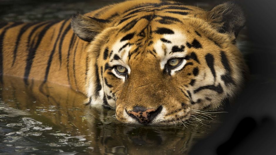 Bengal tiger.   - 