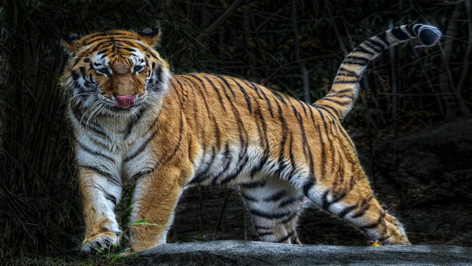 Bengal tiger.   - 