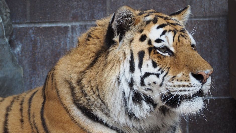 Bengal tiger.   - India