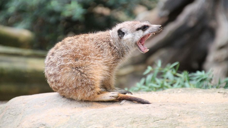 Meerkat.   - South Africa