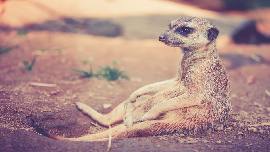 Meerkat.   - South Africa