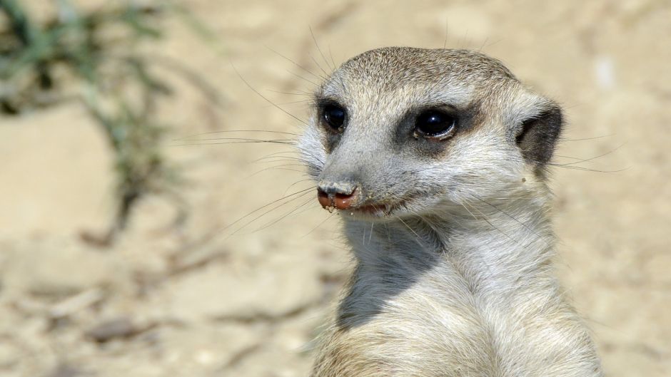 Meerkat.   - South Africa