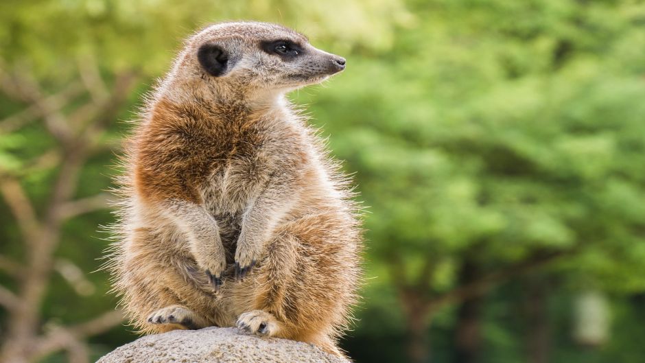 Meerkat.   - South Africa