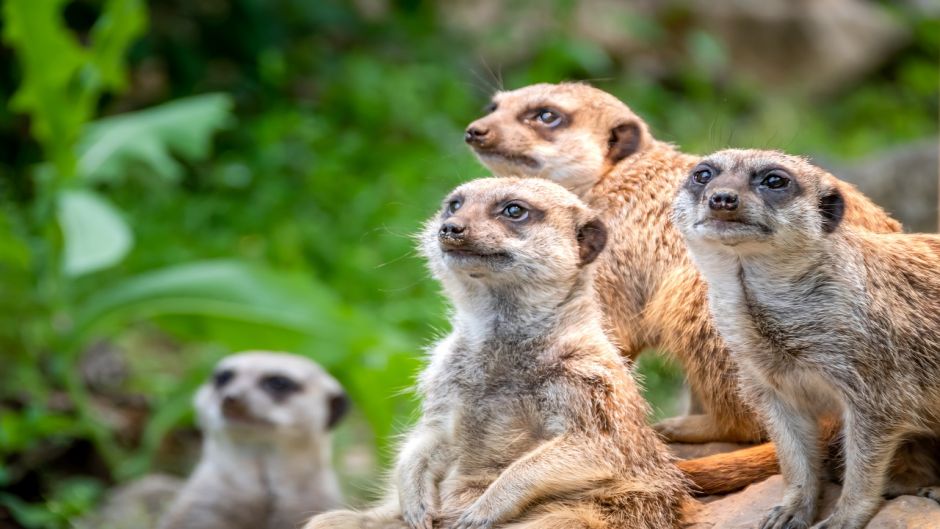 Meerkat.   - South Africa