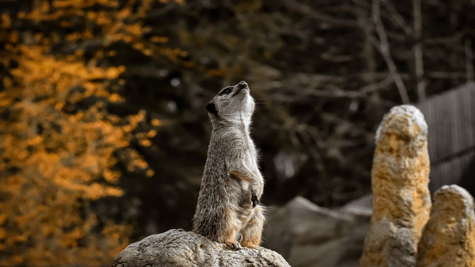 Meerkat.   - South Africa