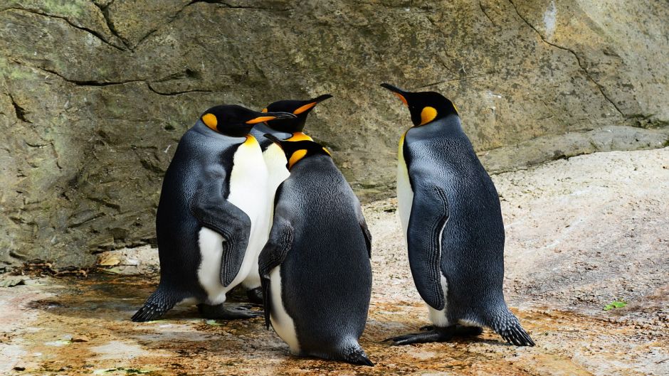 King Penguin.   - South Africa