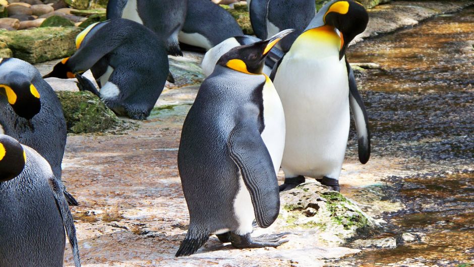 King Penguin.   - CHILE