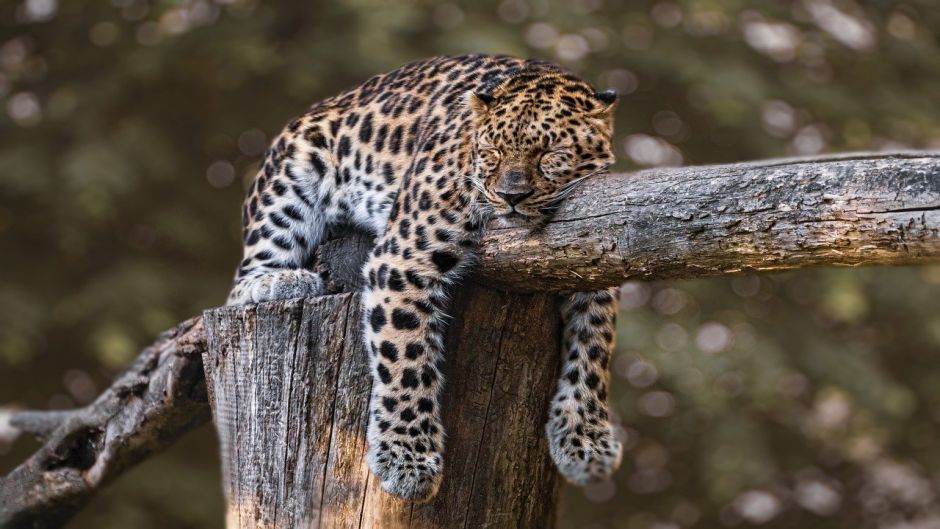 Jaguar.   - BRAZIL