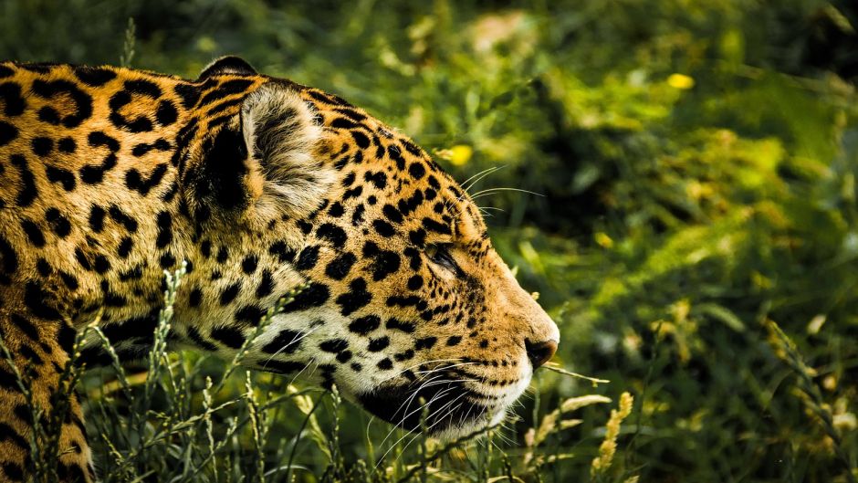 Jaguar.   - BRAZIL