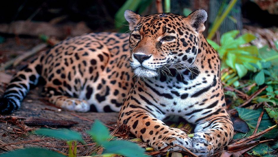 Jaguar.   - Guatemala