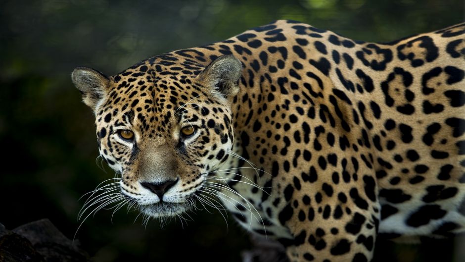 Jaguar.   - Mexico