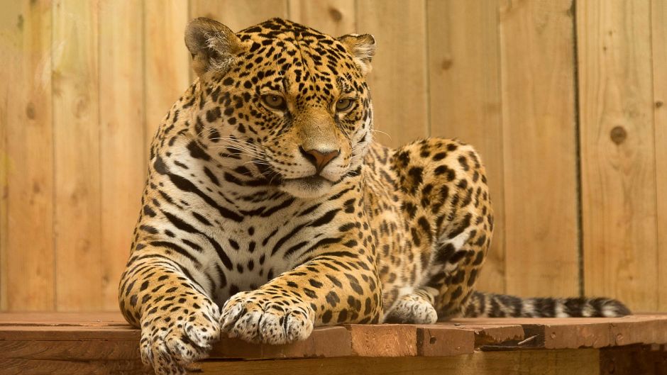 Jaguar.   - Venezuela