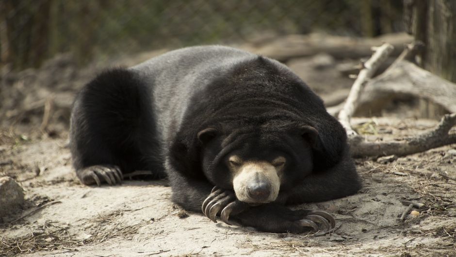 Malay Bear.   - India