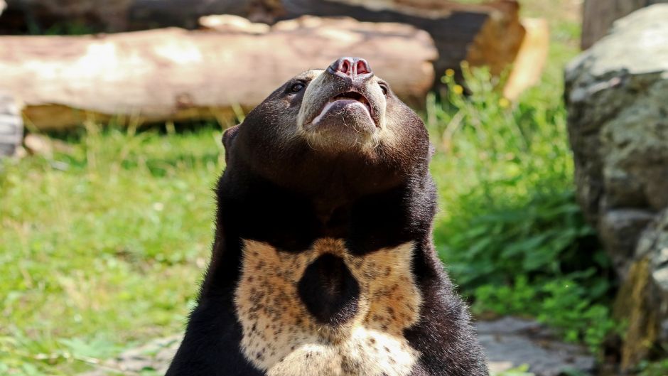 Malay Bear.   - Vietnam