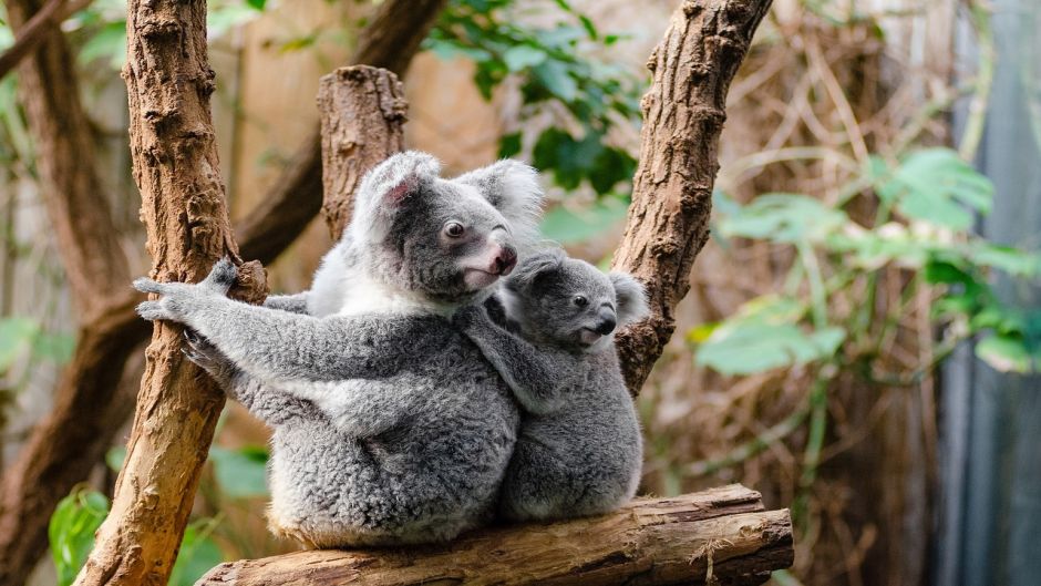 Koala.   - AUSTRALIA