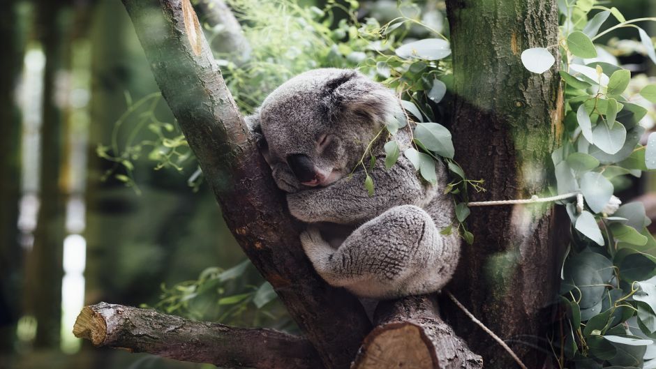 Koala.   - AUSTRALIA