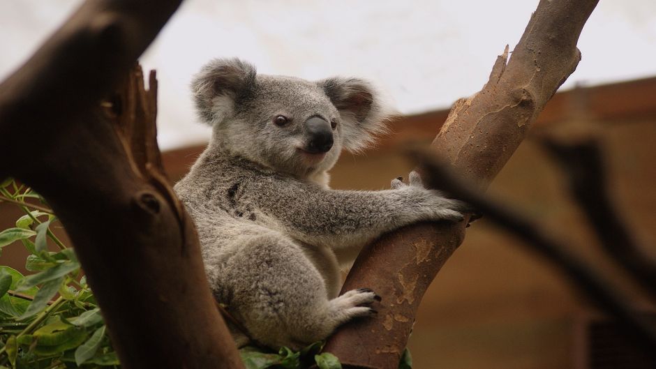 Koala.   - AUSTRALIA