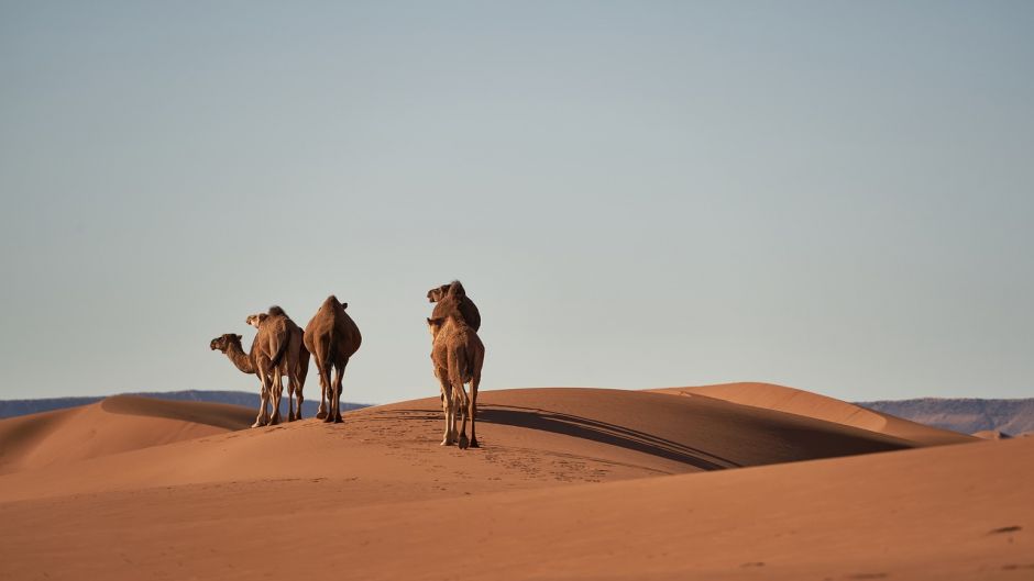 Camel.   - United Arab Emirates