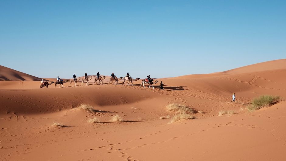 Camel.   - Morocco