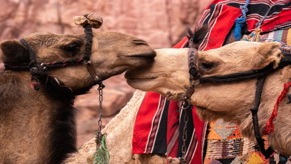 Camel.   - Morocco