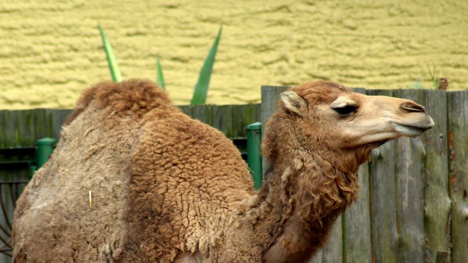 Camel.   - Morocco