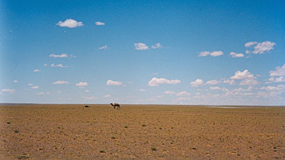 Wild Camel.   - CHINA