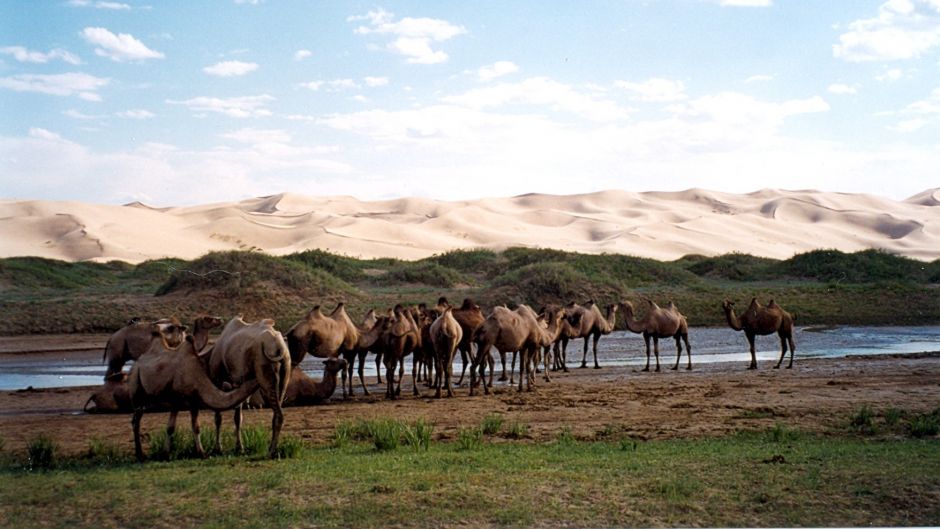 Wild Camel.   - CHINA