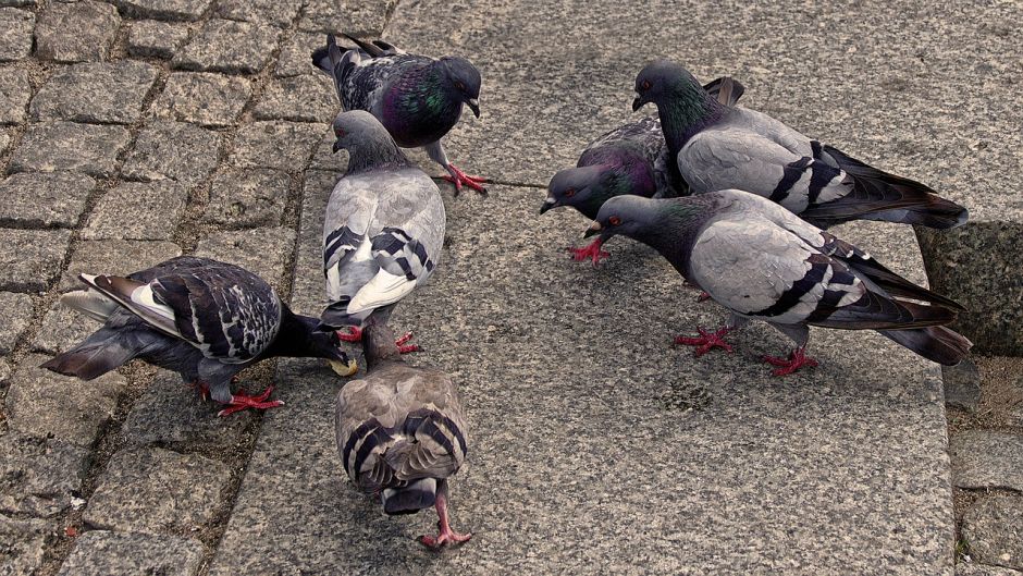 Rock Dove.   - BOLIVIA