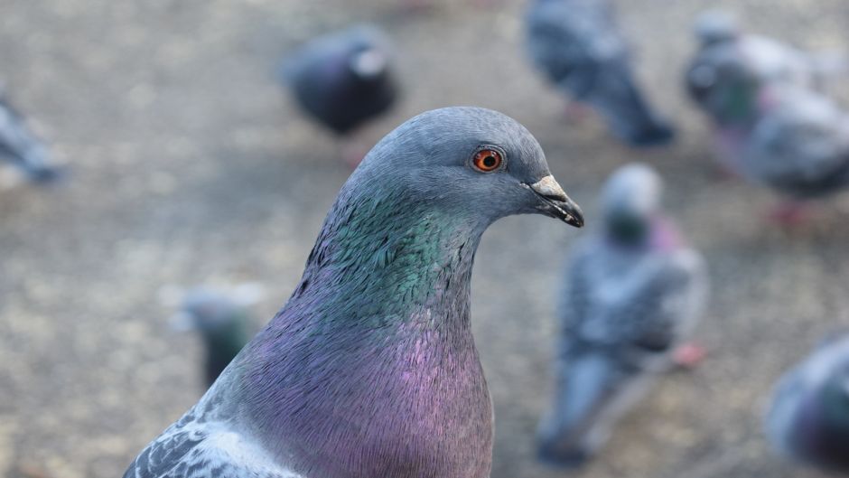 Rock Dove.   - Spain