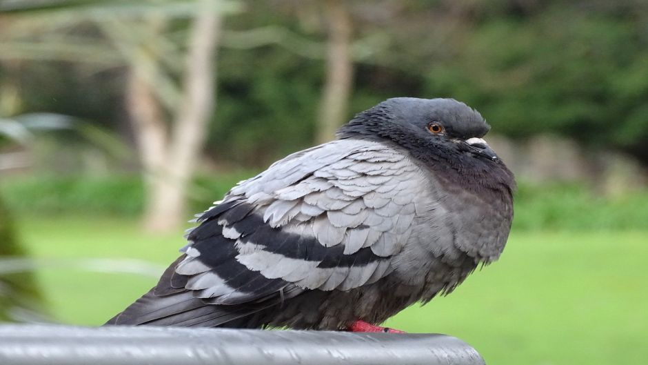 Rock Dove.   - RUSSIA