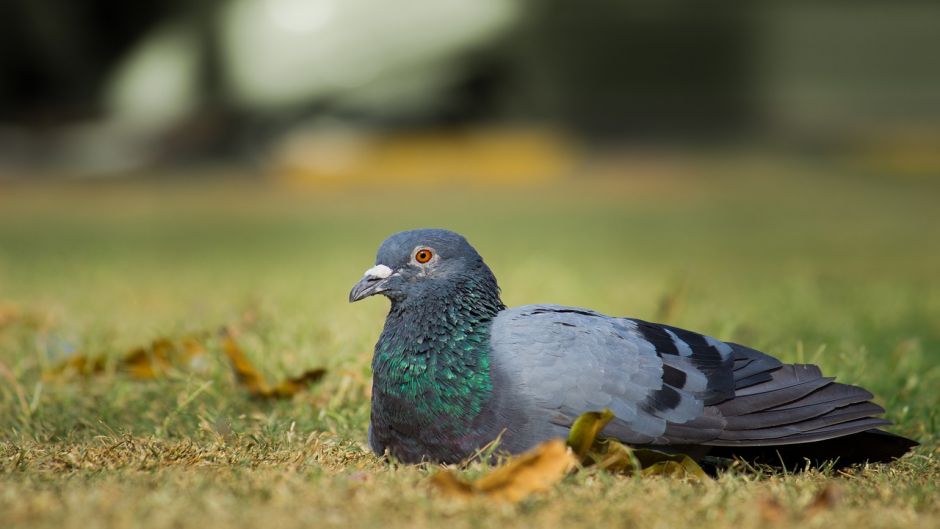 Rock Dove.   - Cape Verde