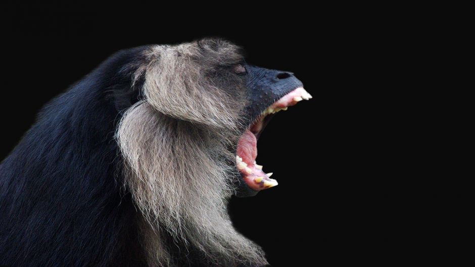 Howler Monkey.   - COLOMBIA