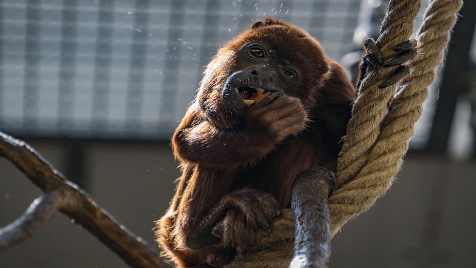 Howler Monkey.   - 