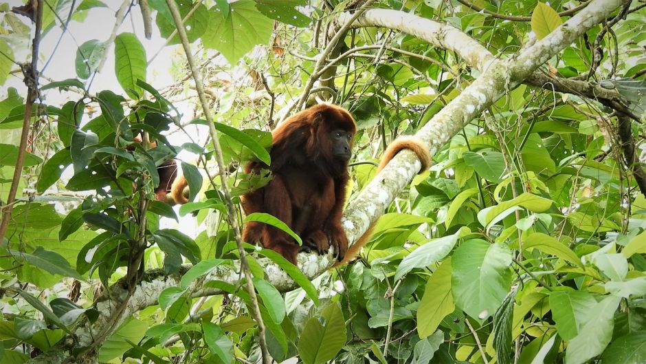 Howler Monkey.   - Honduras