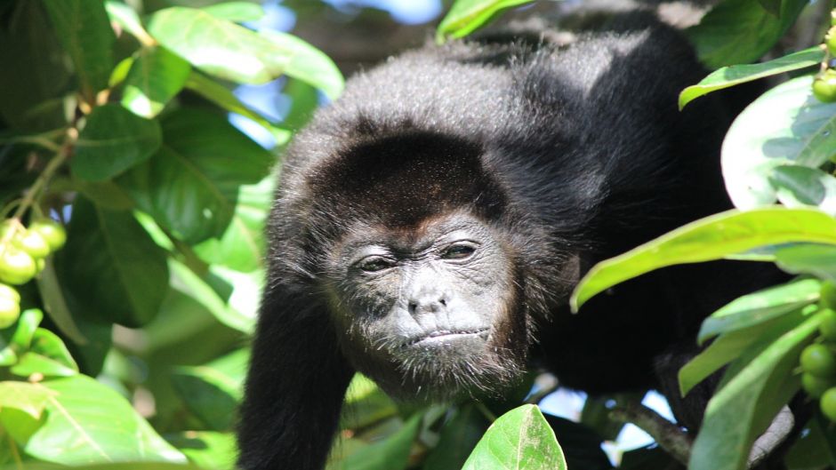 Howler Monkey.   - Mexico