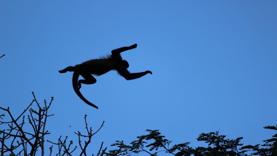 Howler Monkey.   - Guatemala