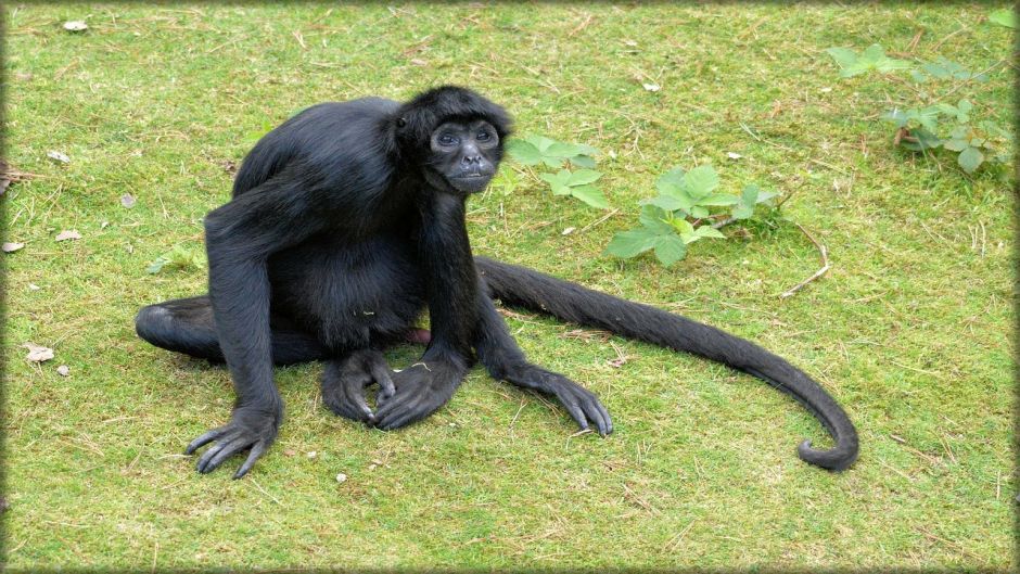 Spider monkey.   - Panama