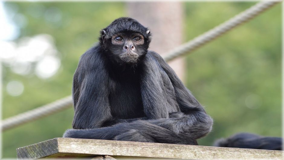 Spider monkey.   - Honduras