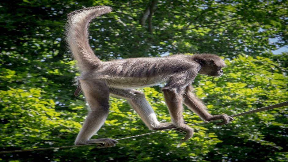 Spider monkey.   - Panama